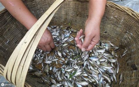 黑色小魚|小型魚缸適合養的十種魚